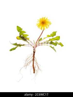 Dandelion (Taraxacum officinale) showing the structure of the entire plant roots, leaves, flower - on a white background. Stock Photo