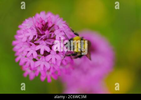 Bee eating on a wild orchidea flower in Alava, Spain Stock Photo