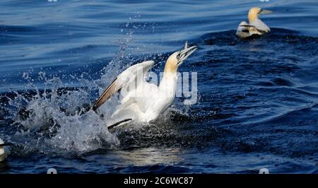 Northern gannets diving for fish in the North sea off the coast of Yorkshire Stock Photo