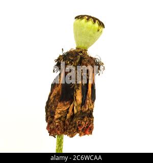 Heads of oriental poppies on a white background Stock Photo