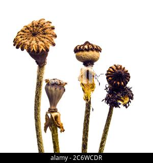 Heads of oriental poppies on a white background Stock Photo