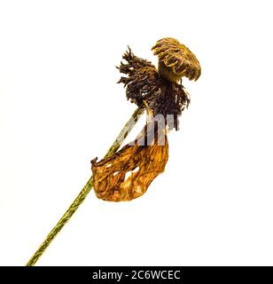 Heads of oriental poppies on a white background Stock Photo