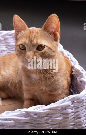 A ginger cat sitting in cozy basket, vertical Stock Photo