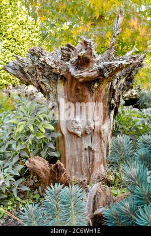 ボブ・ディラン　Tree With Roots　(4CD) Bob Dylan – A Tree With Roots – 4 x CD (Unofficial Release