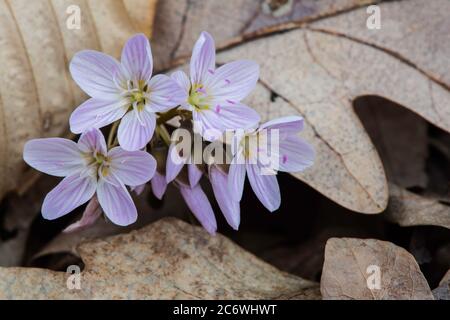 Spring Beauty in bloom (Claytonia virginica), E USA, by Bruce Montagne/Dembinsky Photo Assoc Stock Photo