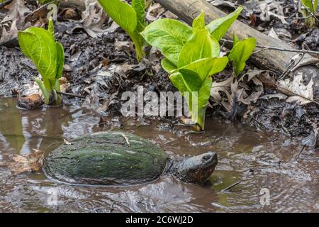 Common Snapping turtle (Chelydra serpentina) & E. Skunk Cabbage (Symplocarpus foetidus); Spring; E USA; by Bruce Montagne/Dembinsky Photo Assoc Stock Photo