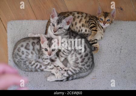 A nest of sweet Bengali kittens on a fluffy blanket Stock Photo