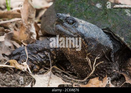 Common Snapping turtle (Chelydra serpentina), E USA, by Bruce Montagne/Dembinsky Photo Assoc Stock Photo
