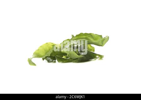 Several lettuce leaves isolated on a white background. Copy space Stock Photo