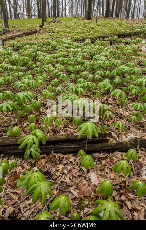 Mayapple (Podophyllum peltatum), Spring, E Deciduous forest, E USA, by Bruce Montagne/Dembinsky Photo Assoc Stock Photo