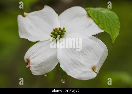 Flowering Dogwood flower (Cornus florida), E USA, Spring, by Bruce Montagne/Dembinsky Photo Assoc Stock Photo