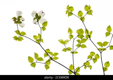 Flowering Dogwood flower (Cornus florida), E USA, Spring, by Bruce Montagne/Dembinsky Photo Assoc Stock Photo