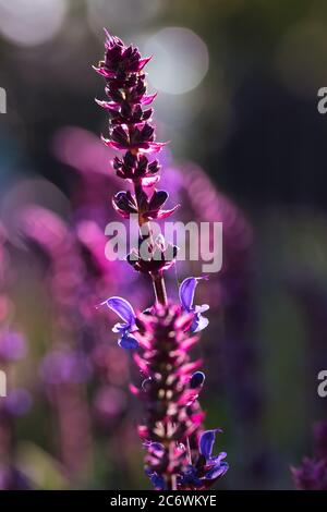 Salvia flowers, purple and violet woodland sage blooming in the summer garden, blurred floral background with selective focus and light and shadows co Stock Photo