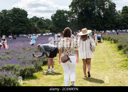 Visitors enjoy taking photographs of Lavender farm Stock Photo