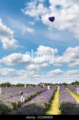 Disappointed little boy after balloon flies away in Lavender farm Stock Photo