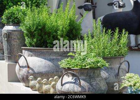 plants ans herbs in rustic metal flower pots for interior and garden decoration Stock Photo