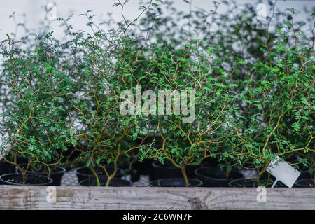 Sophora Little Baby in black plastic pots. evergreen decorative shrub Stock Photo