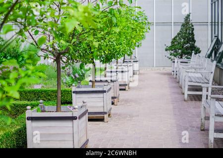 Moscow, Russia - July 12,2018: Botanical garden of Moscow state univercity. Lemon trees and wooden benches Stock Photo