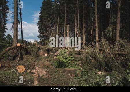 Hurricane-ridden space in the forest with fallen tree trunks - a powerful tornado Stock Photo