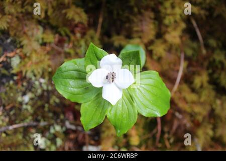 Bunchberry blossom at Chugach National Forest in Alaska Stock Photo
