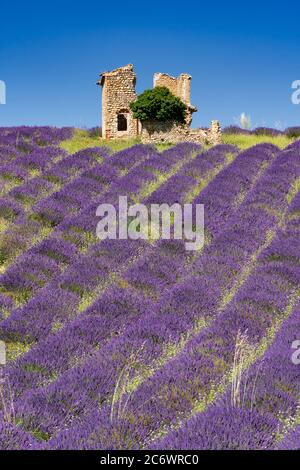 Lavender fields of Provence in summer with old shed. Valensole Plateau, Alpes-de-Haute-Provence, European Alps, France