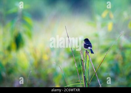 Small black and white bird sitting on green grass Stock Photo