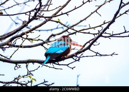 White-throated kingfisher sitting on tree branch Stock Photo