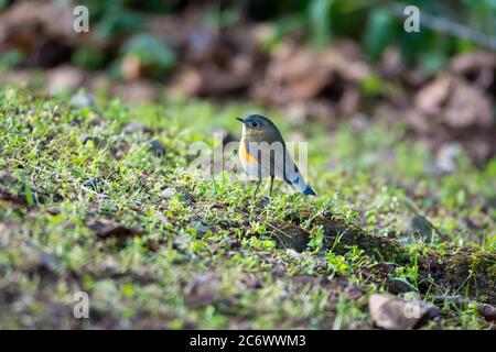 Beautiful blue female Rufous-bellied niltava bird Stock Photo