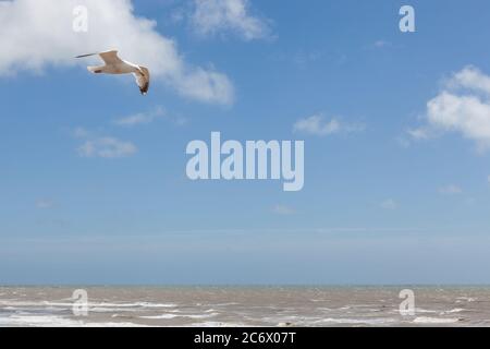 Seagull flying above water and with copy space. Stock Photo