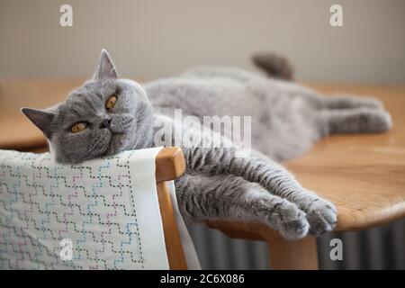 Cute grey cat resting its head on the back of a chair. Stock Photo