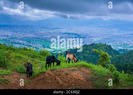 Three grazing goats on a green hilly field and background city Stock Photo