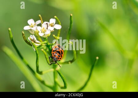 Closeup macro shot of a firebug (Pyrrhocoris apterus) sitting on a flower in the forest Stock Photo