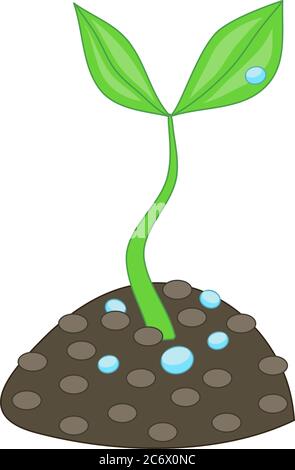growing small green plant with two leaves and water drops from soil dirt concept of grow Stock Vector