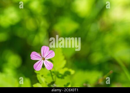 Closeup macro shot of beautiful purple geranium (cranesbill) flower in spring in front of green bokeh Stock Photo