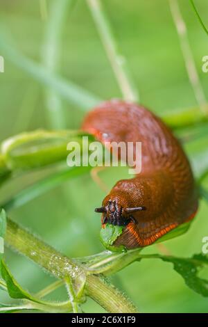 Large orange slug eating a green leaf in the garden Stock Photo