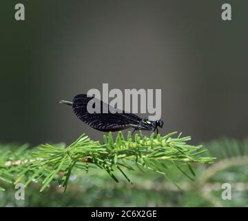 An iridescent black damselfly on a sprig of evergreen Stock Photo