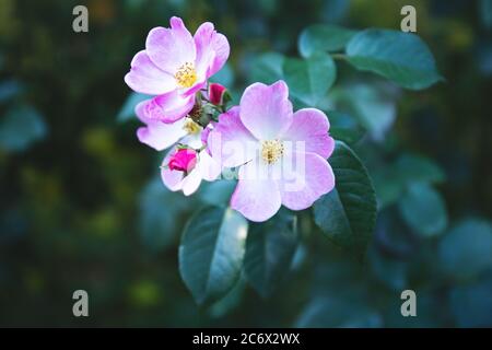 The wild rose Bush blooms in the spring. Bright beautiful rosehip flowers in a delicate pink color of pastel tones. Rosehip flowers close-up, Soft foc Stock Photo