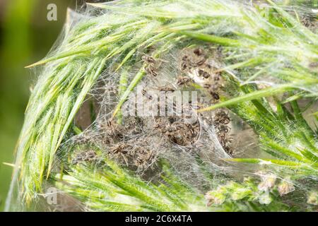 Spiderlings of the garden spider (Araneus diadematus, cross orb weaver) in a web weaved around grasses, UK Stock Photo