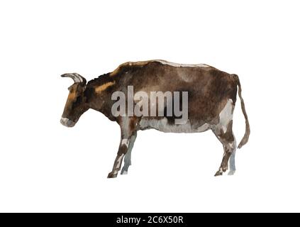 Watercolor brown bull standing. Original farm animal illustration isolated on white background Stock Photo