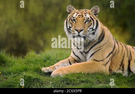 Siberian tiger resting in the fresh green grass Stock Photo
