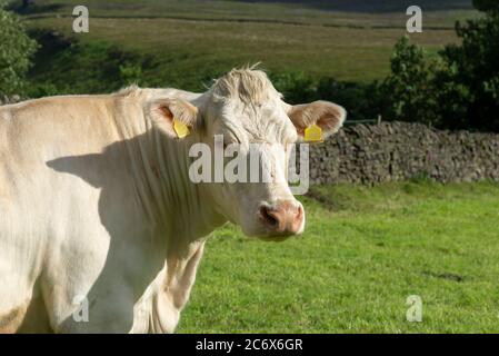 Charolais cow in a field in the English countryside in summer Stock Photo