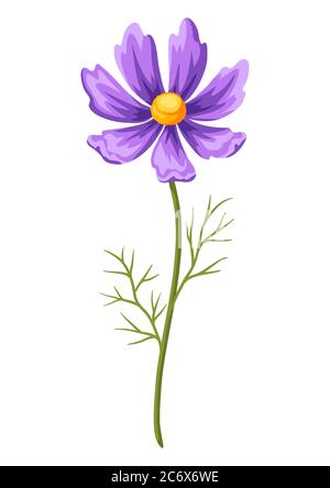 Illustration of realistic cosmea. Beautiful flower. Stock Vector