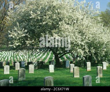 Arlington  VA / APR Cherry tree in full blossom amid rows of gravestone at Arlington National Cemetery. This cemetery is reserved for officers  enlist Stock Photo