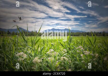 DE - BAVARIA: Loisach Moor near Benediktbeuern Stock Photo