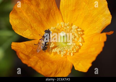 Sun fly Helophilus pendulus, family Syrphidae on a flower of Welsh poppy (Meconopsis cambrica), poppy family Papaveraceae. Spring in a Dutch garden. Stock Photo