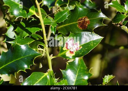 Leaf mines of the Holly leaf miner (Phytomyza ilicis) in holly (Ilex aquifolium). A very small fly in the family miner flies (Agromyzidae). Spring Stock Photo