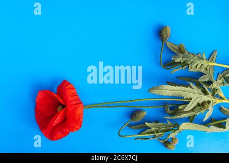 Bright red poppy flower isolated on blue background. Flat lay, copy space Stock Photo