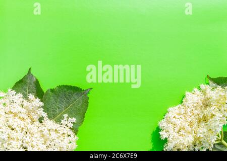 White elder flowers with green leaves isolated on green background. Flat lay, copy space, close up, top view Stock Photo