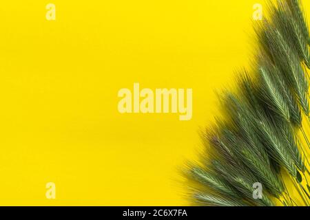 Wild grass with spikelets isolated on yellow background. Flat lay, copy space, close up, top view Stock Photo