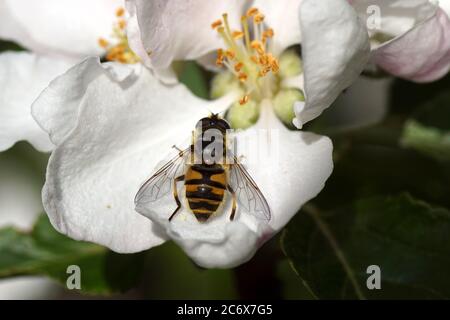 A Batman hoverfly (Myathropa florea) on flowers of an apple tree. Spring in a Dutch garden. Stock Photo